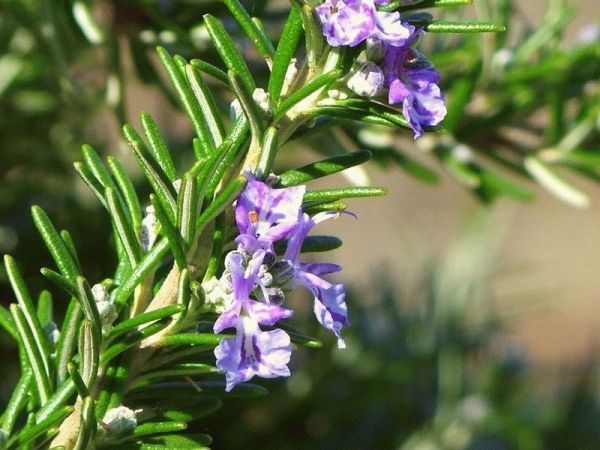 Rosmarinus officinalis или Розмарин Лекарственный