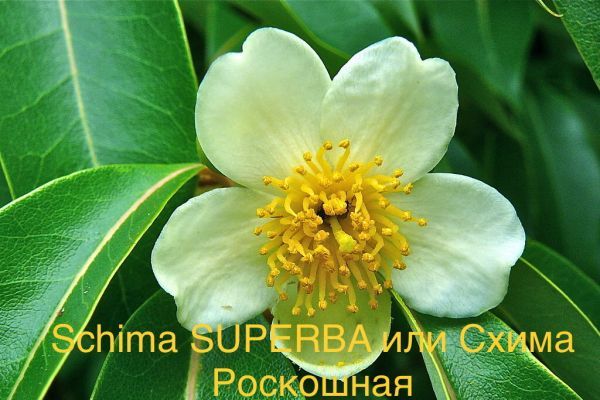 Schima SUPERBA или Схима Роскошная