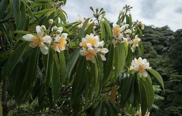 Schima SUPERBA или Схима Роскошная