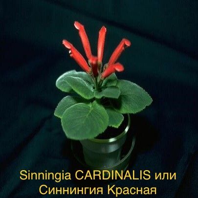 Sinningia CARDINALIS или Синнингия красная