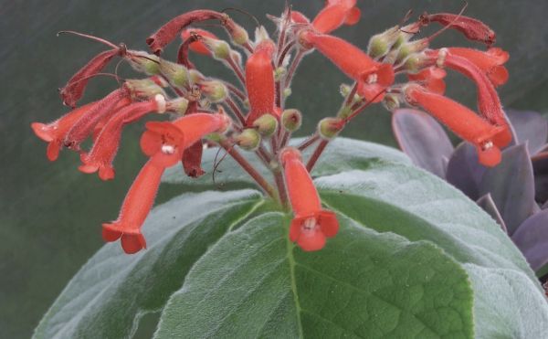 Sinningia CARDINALIS или Синнингия красная