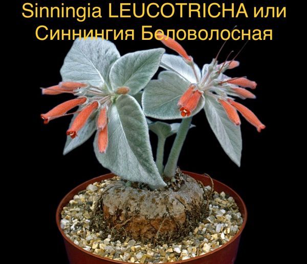 Sinningia LEUCOTRICHA или Синнингия Беловолосная