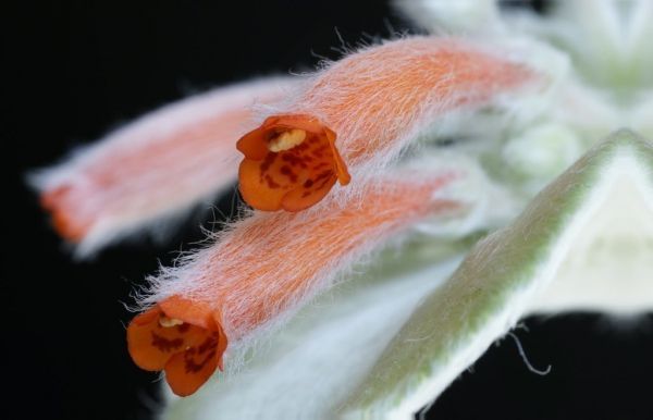 Sinningia LEUCOTRICHA или Синнингия Беловолосная