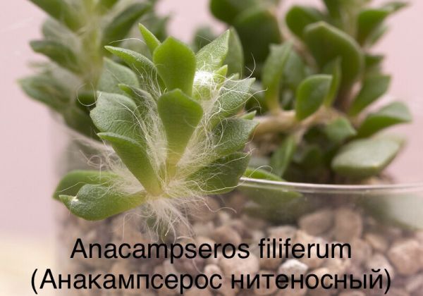 Анакампсерос Филиферум, Анакампсерос нитеносный (Anacampseros filiferum).