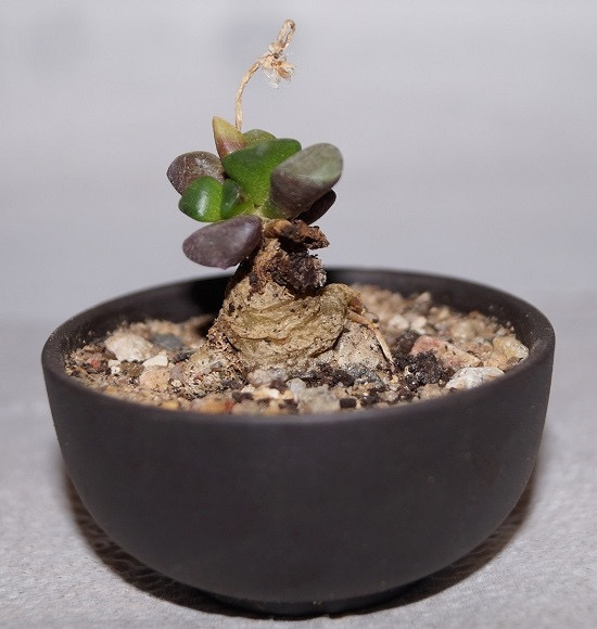 Анакампсерос Писцина (Anacampseros piscina).