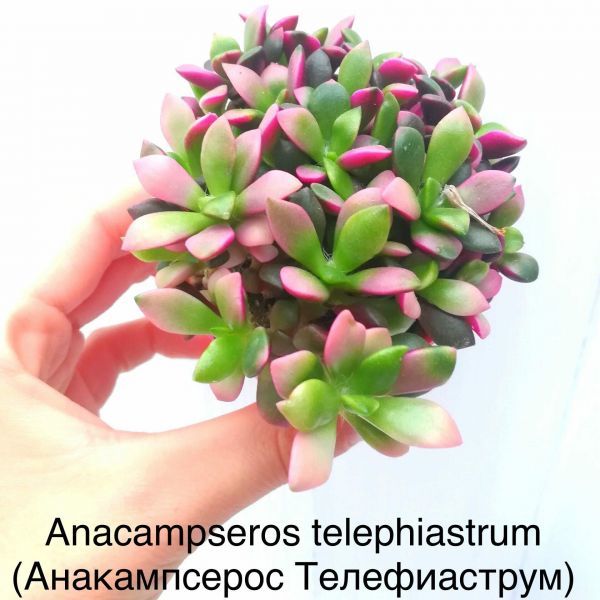 Анакампсерос Телефиаструм (Anacampseros telephiastrum).