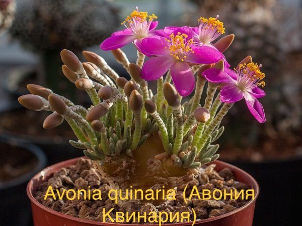 Авония Квинария (Avonia quinaria).