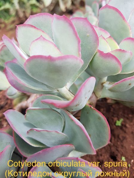 Котиледон округлый ложный (Cotyledon orbiculata var. spuria).