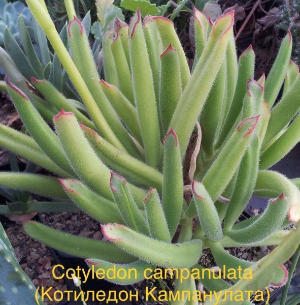 Котиледон колокольчиковый, Котиледон Кампанулата (Cotyledon campanulata).