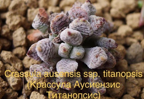 Крассула Аусиензис Титанопсис (Crassula ausensis ssp. titanopsis). Гибрид.