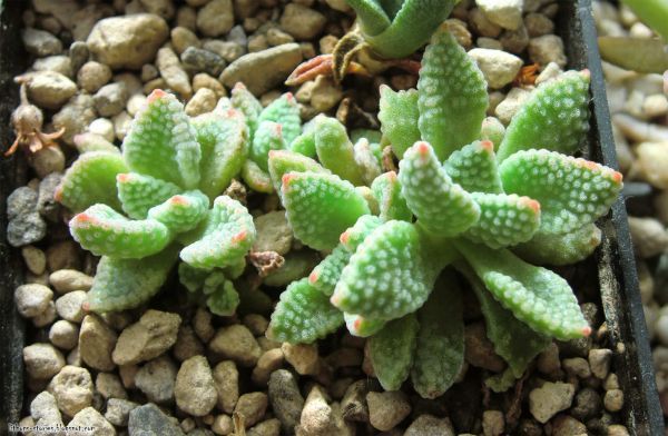 Крассула Аусиензис Титанопсис (Crassula ausensis ssp. titanopsis). Гибрид.