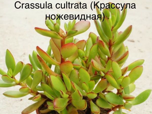 Крассула ножевидная (Crassula cultrata).