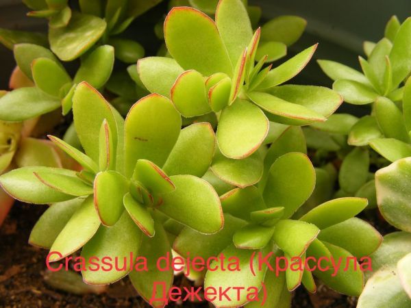 Крассула изверженная, Крассула Дежекта (Crassula dejecta).