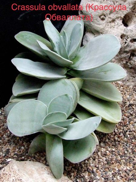 Крассула Обваллата (Crassula obvallata).