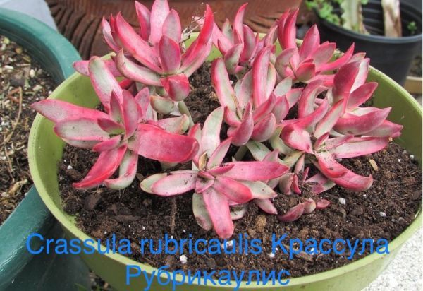 Крассула Рубрикаулис (Crassula rubricaulis).