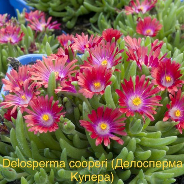 Делосперма Купера (Delosperma cooperi).