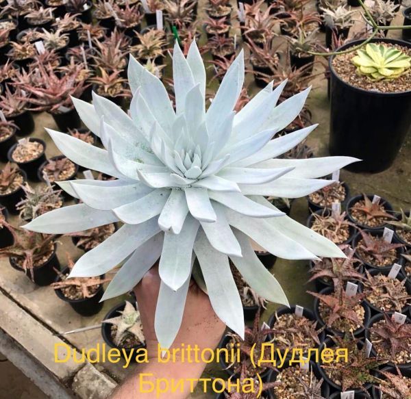 Дудлея Бриттона (Dudleya brittonii).