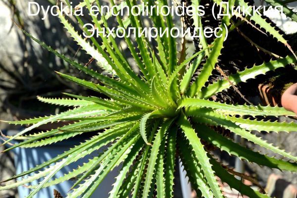 Диккия Энхолириоидес (Dyckia encholirioides).