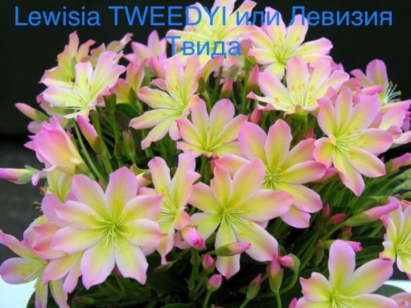 Lewisia TWEEDYI или Левизия Твида