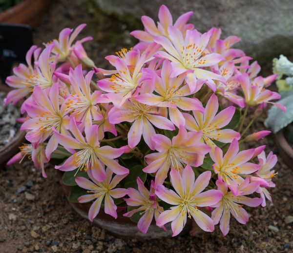 Lewisia TWEEDYI или Левизия Твида