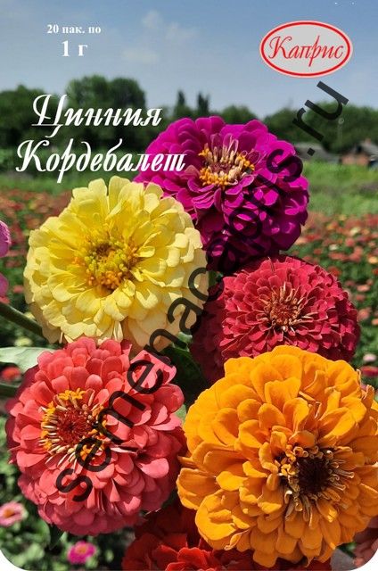 Цинния Кордебалет (Каприс)