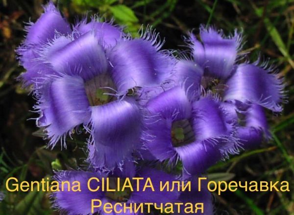 Gentiana CILIATA или Горечавка Реснитчатая