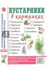 Кустарники в картинках. Наглядное пособие для педагогов, логопедов, воспитателей и родителей
