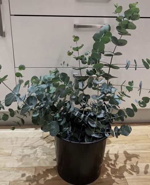 Eucalyptus CINEREA или Эвкалипт Серебряный