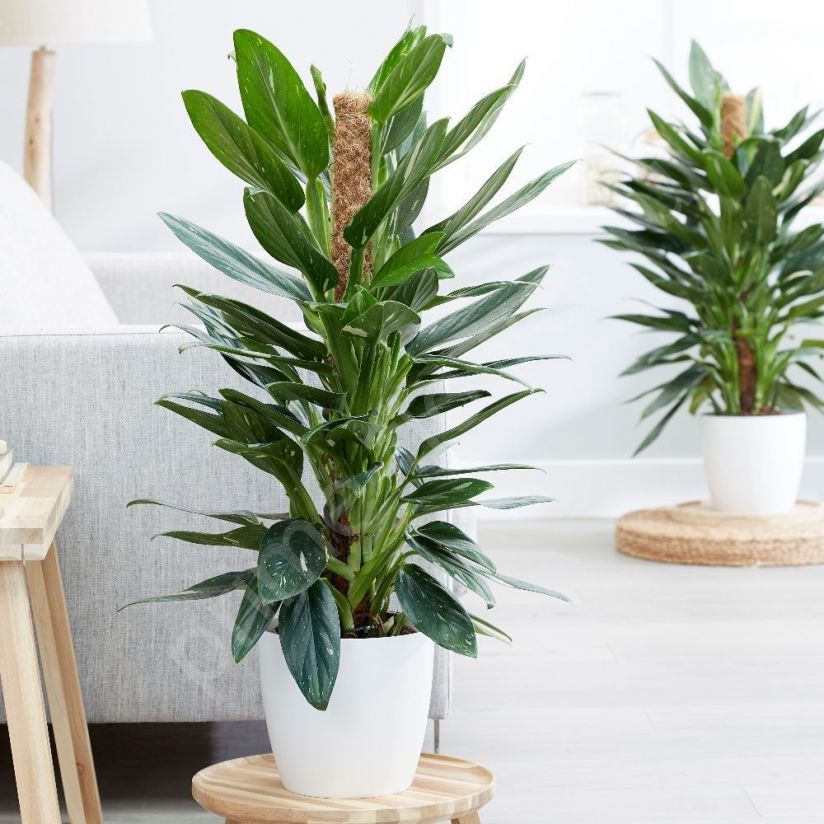 Филодендрон "Кобра"