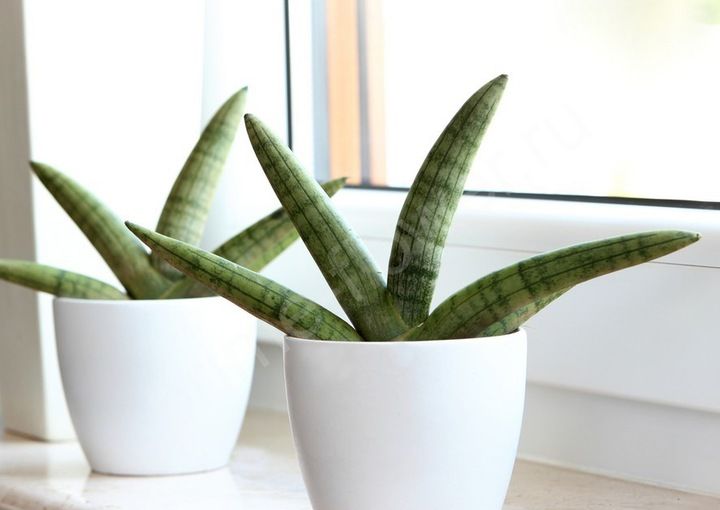 Сансевиерия Цилиндрика (Бонселенсис)