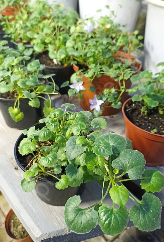 Кампанула "Жених"