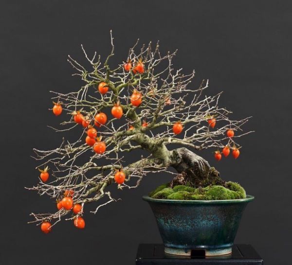 Diospyros Kaki (Хурма Восточная)