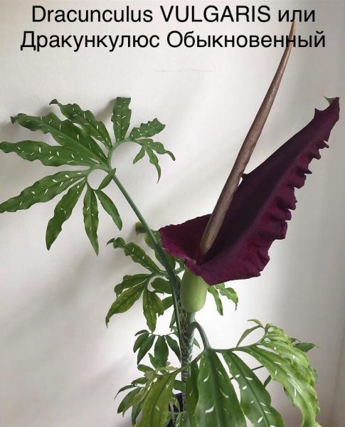 Dracunculus VULGARIS или Дракункулюс Обыкновенный