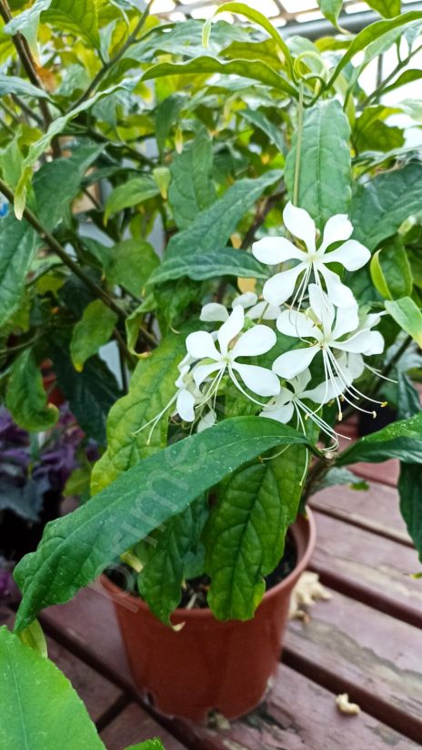 Клеродендрум Уоллича