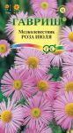 Melkolepestnik-krasivyj-jerigeron-Roza-Iyulya-Gavrish