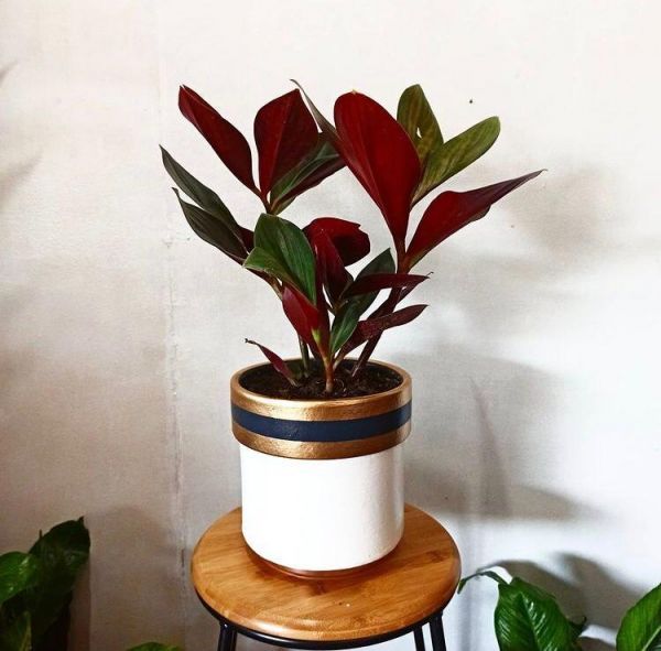 Costus ERYTHROPHYLLUS или Костус Краснолистный