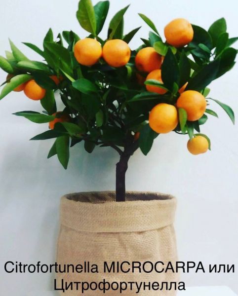 Citrofortunella MICROCARPA или Цитрофортунелла