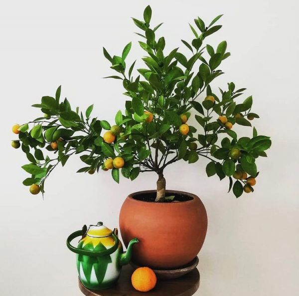 Citrofortunella MICROCARPA или Цитрофортунелла