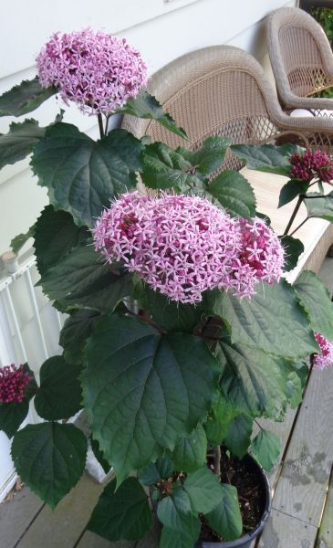 Clerodendrum BUNGEI или Клероденрум БУНГЕ