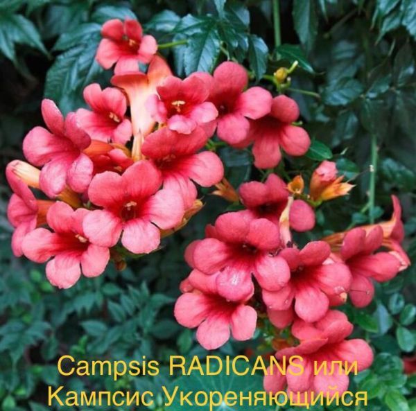 Campsis RADICANS или Кампсис Укореняющийся