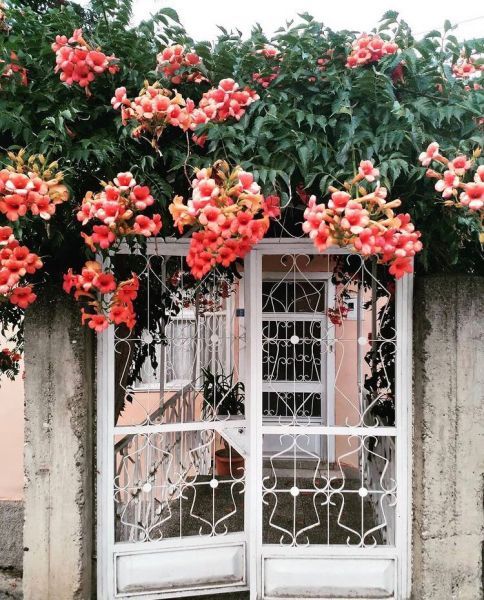 Campsis RADICANS или Кампсис Укореняющийся