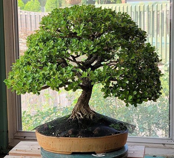 Buxus MICROPHYLLA или Самшит Мелколистный