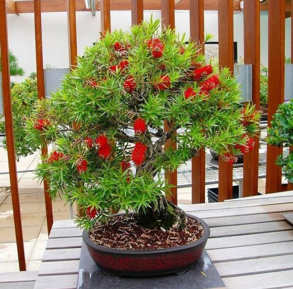 Callistemon CITRINUS или Каллистемон Лимонный