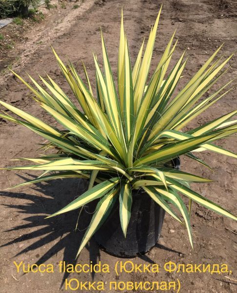 Yucca flaccida (Юкка Флакида, Юкка повислая)