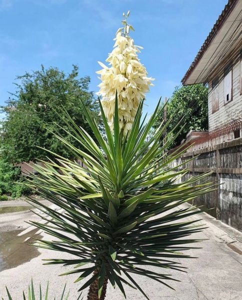 Yucca treculeana (Юкка Трекуля)
