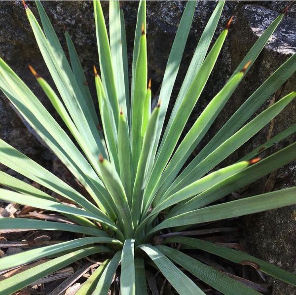 Yucca whipplei (Юкка Виппла)