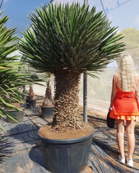 Yucca filifera (Юкка Филифера)