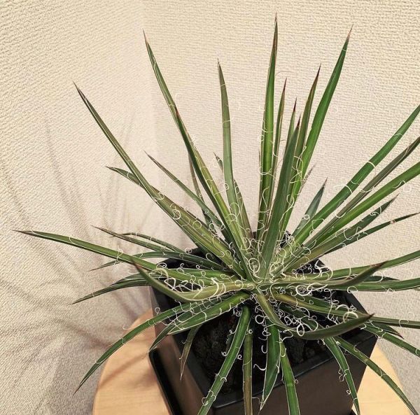 Agave geminiflora (Агава Геминифлора)