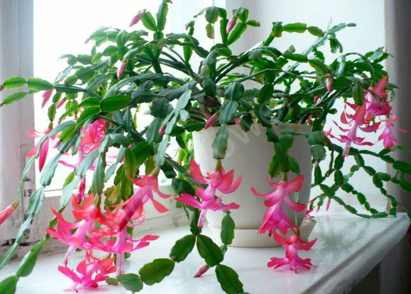 Декабрист "Шлюмбергера"