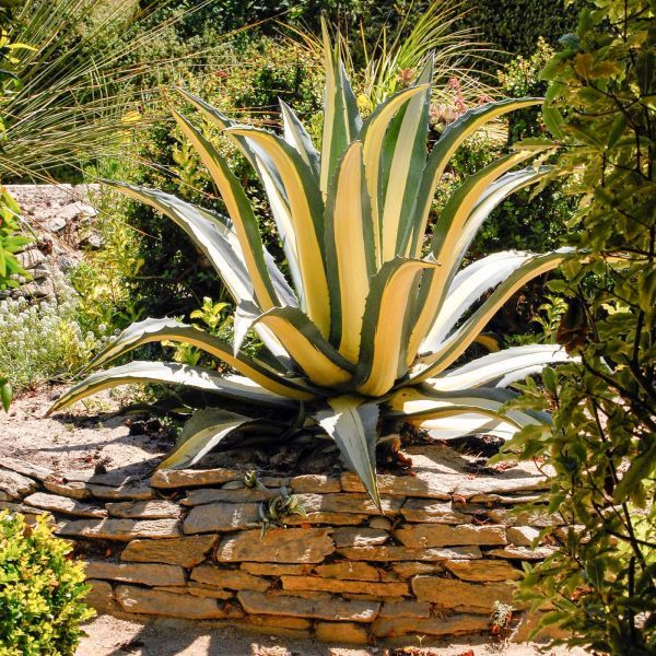 Agave americana subsp. americana (Агава американская Подвид)